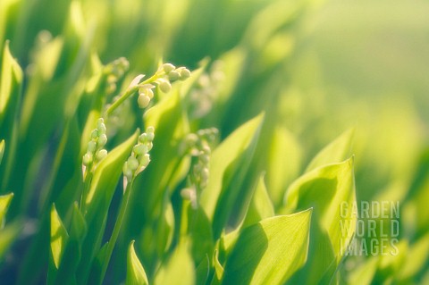 CONVALLARIA_MAJALIS_LILYOFTHEVALLEY