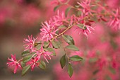 LOROPETALUM CHINENSE ‘RUBRUM’, CHINESE WITCH HAZEL