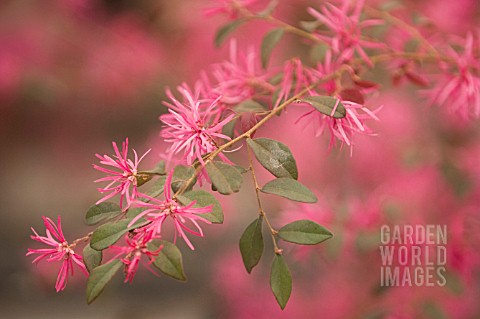 LOROPETALUM_CHINENSE_RUBRUM_CHINESE_WITCH_HAZEL