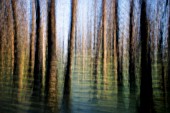 TAXODIUM DISTICHUM, SWAMP CYPRESS