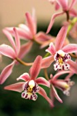 CYMBIDIUM, ORCHID