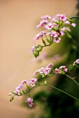 CALANTHE, ORCHID