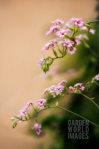 CALANTHE_ORCHID