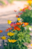 PAPAVER CROCEUM, PAPAVER NUDICALE, POPPY - ICELANDIC POPPY