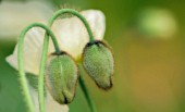 PAPAVER CROCEUM, PAPAVER NUDICALE, POPPY - ICELANDIC POPPY