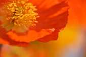 PAPAVER CROCEUM, PAPAVER NUDICALE, POPPY - ICELANDIC POPPY