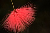 CALLIANDRA HAEMATOCEPHALA, POWDER-PUFF TREE