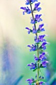 SALVIA, SAGE