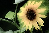 HELIANTHUS ANNUS, SUNFLOWER