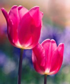 TULIPA, TULIP