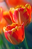 TULIPA, TULIP