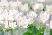 ANEMONE NEMOROSA, ANEMONE