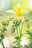 AQUILEGIA, AQUILEGIA, COLUMBINE