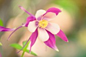 AQUILEGIA MCKANA HYBRIDS, AQUILEGIA, COLUMBINE