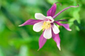 AQUILEGIA MCKANA HYBRIDS, AQUILEGIA, COLUMBINE