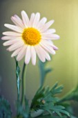 ARGYRANTHEMUM, MARGUERITE, DAISY