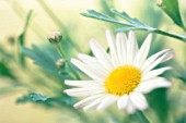 ARGYRANTHEMUM, MARGUERITE, DAISY