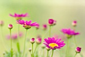 ARGYRANTHEMUM, MARGUERITE, DAISY