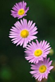 BRACHYCOME IBERIDIFOLIA, DAISY