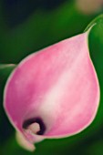 ZANTEDESCHIA, LILY - ARUM LILY, CALLA LILY