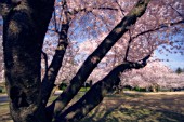 PRUNUS SERRULATA, CHERRY