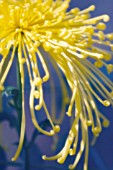 CHRYSANTHEMUM, CHRYSANTHEMUM