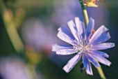 CICHORIUM INTYBUS, CHICORY