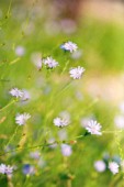 CICHORIUM INTYBUS, CHICORY