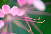 CLEOME HASSLERIANA, SPIDER FLOWER, CLEOME