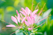 CLEOME HASSLERIANA, SPIDER FLOWER, CLEOME