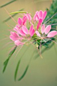 CLEOME HASSLERIANA, SPIDER FLOWER, CLEOME