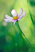 COSMOS BIPINNATUS, COSMOS