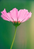 COSMOS BIPINNATUS, COSMOS