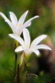 CRINUM, CRINUM LILY