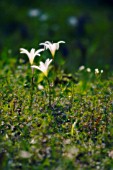 CRINUM, CRINUM LILY