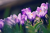 CROCUS VERNUS, CROCUS