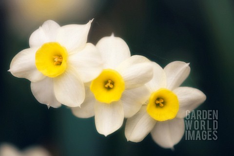 NARCISSUS_DAFFODIL