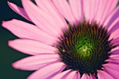 ECHINACEA PURPUREA, ECHINACEA, PURPLE CONEFLOWER