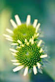 ECHINACEA, ECHINACEA, PURPLE CONEFLOWER