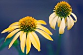 ECHINACEA PURPUREA ‘HARVEST MOON’, ECHINACEA, PURPLE CONEFLOWER