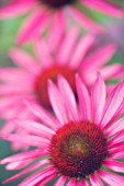 ECHINACEA PURPUREA ‘MAGNUS’, ECHINACEA, PURPLE CONEFLOWER