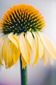 ECHINACEA PURPUREA ‘HARVEST MOON’, ECHINACEA, PURPLE CONEFLOWER