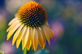 ECHINACEA PURPUREA ‘HARVEST MOON’, ECHINACEA, PURPLE CONEFLOWER