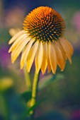 ECHINACEA, ECHINACEA, PURPLE CONEFLOWER