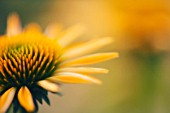 ECHINACEA PURPUREA ‘HARVEST MOON’, ECHINACEA, PURPLE CONEFLOWER