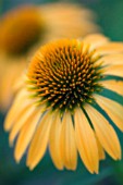 ECHINACEA PURPUREA ‘HARVEST MOON’, ECHINACEA, PURPLE CONEFLOWER