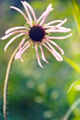 ECHINACEA, ECHINACEA, PURPLE CONEFLOWER