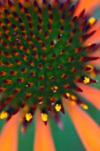 ECHINACEA PURPUREA ‘ART’S PRIDE’, ECHINACEA, PURPLE CONEFLOWER