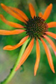 ECHINACEA, ECHINACEA, PURPLE CONEFLOWER