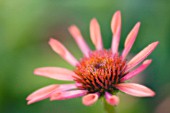 ECHINACEA, ECHINACEA, PURPLE CONEFLOWER